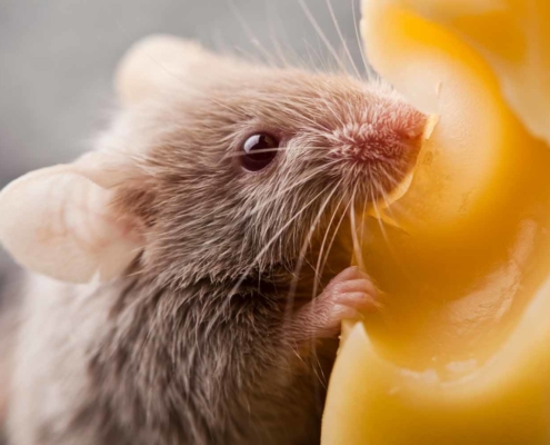 Mäusestrategie und digitale Weiterbildung